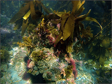 Kelp habitat in which black surfperch hunt for prey at Santa Cruz Island, California.: Photograph by Clint Nelson courtesy of NSF